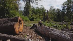 Best Tree Removal  in Moa, UT