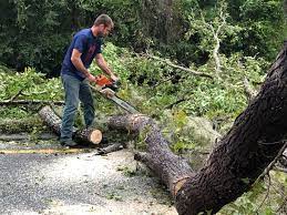 Best Hazardous Tree Removal  in Moa, UT