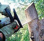 Best Commercial Tree Services  in Moa, UT