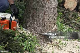 How Our Tree Care Process Works  in  Moa, UT