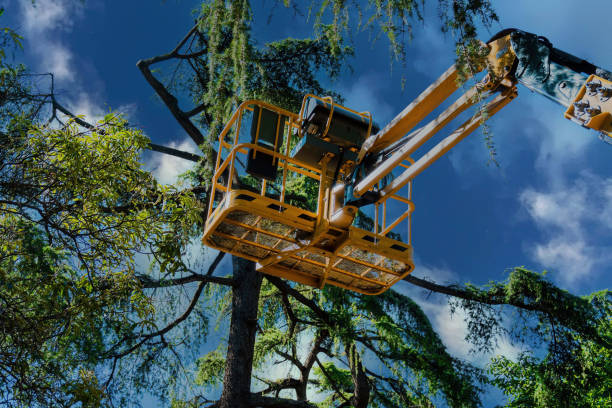 Best Fruit Tree Pruning  in Moa, UT