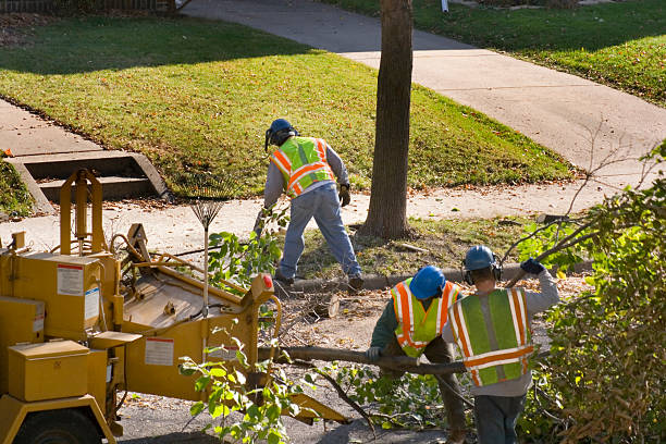 Moa, UT Tree Removal Company