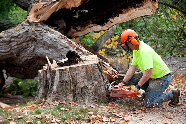 Best Tree Preservation Services  in Moa, UT