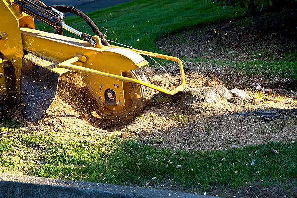 Best Lawn Drainage Solutions  in Moa, UT