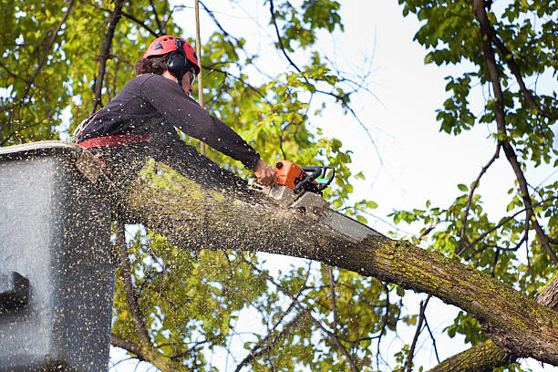 Best Tree Disease Treatment  in Moa, UT