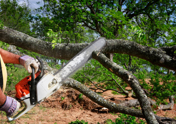 Best Stump Grinding and Removal  in Moa, UT
