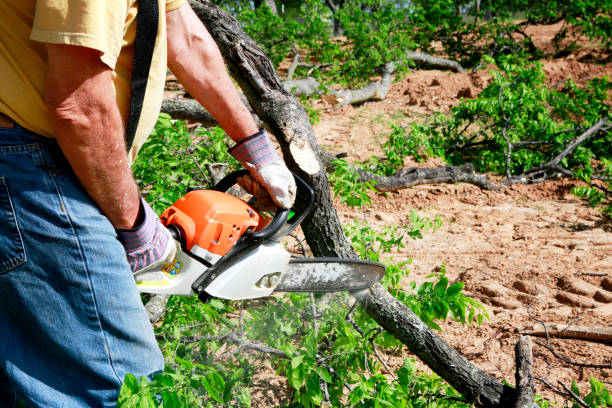 Best Pest Control for Lawns  in Moa, UT